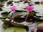 ภาพโดย(T.suwan)